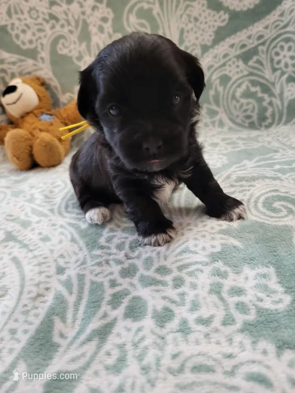 Larry – Coton de Tulear puppy for sale in Converse, IN