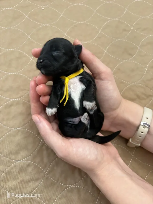 Larry – Coton de Tulear puppy for sale in Converse, IN