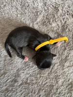 Larry, a male Coton de Tulear for sale in Converse, IN – Photo 2 of 3
