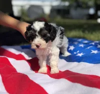 Firework, a female Cavapoo for sale in Middletown, MO – 3 of 5