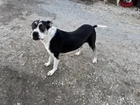 Apollo, a male Bullmastiff and Great Dane for sale in Middletown, MO – 4 of 4