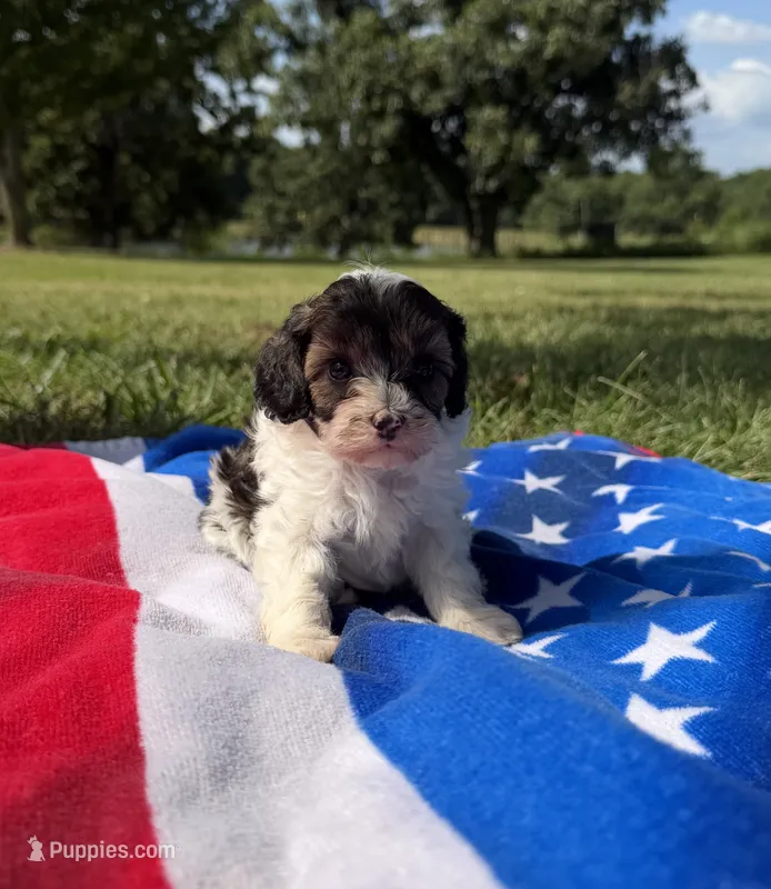 Sparkler – Cavapoo puppy for sale in Middletown, MO