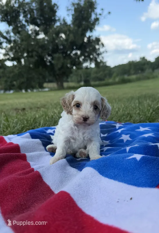 Liberty – Cavapoo puppy for sale in Middletown, MO