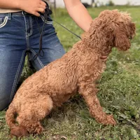 Trusty, a male Cavapoo for sale in Middletown, MO – 3 of 3