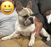 Cojo, a male French Bulldog for sale in Middletown, MO – 3 of 4