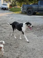 Apollo, a male Bullmastiff and Great Dane for sale in Middletown, MO – 1 of 4