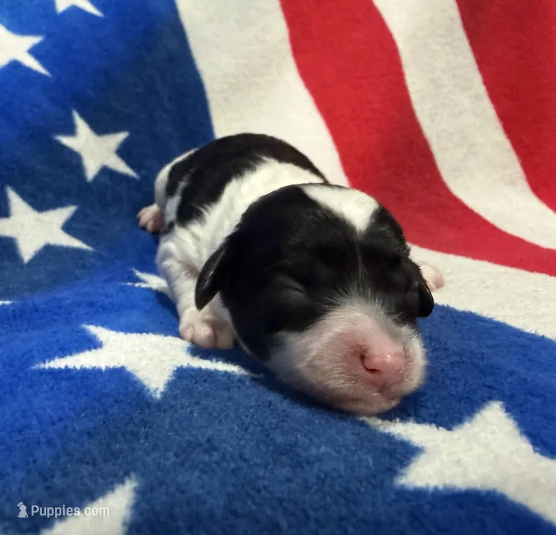 Sparkler – Cavapoo puppy for sale in Middletown, MO