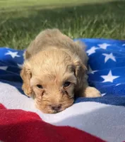 Freedom, a male Cavapoo for sale in Middletown, MO – 2 of 5