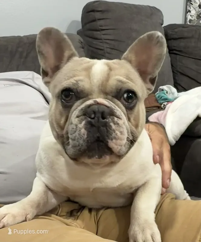 Cojo – French Bulldog puppy for sale in Middletown, MO