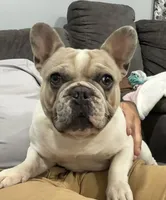Cojo, a male French Bulldog for sale in Middletown, MO – 1 of 4