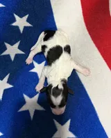 Firework, a female Cavapoo for sale in Middletown, MO – 2 of 2
