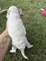 Liberty, a female Cavapoo for sale in Middletown, MO – 3 of 5