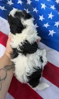 Firework, a female Cavapoo for sale in Middletown, MO – 4 of 5