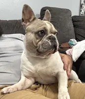 Cojo, a male French Bulldog for sale in Middletown, MO – 4 of 4