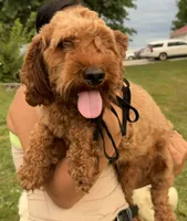 Trusty, a male Cavapoo for sale in Middletown, MO – 2 of 3