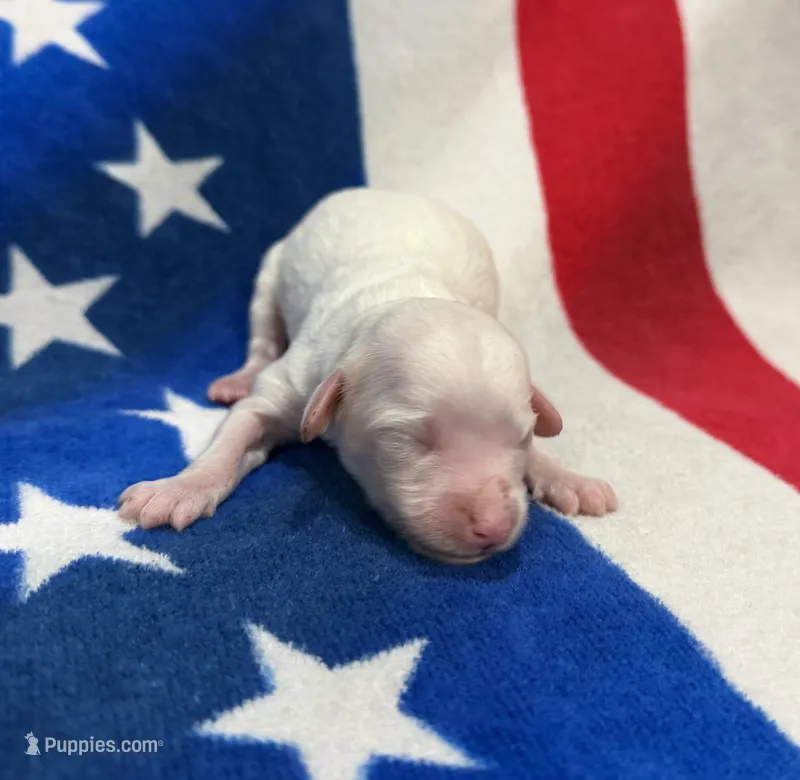 Liberty – Cavapoo puppy for sale in Middletown, MO