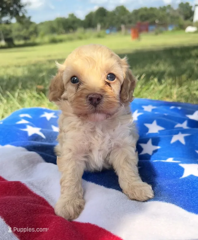 Freedom – Cavapoo puppy for sale in Middletown, MO