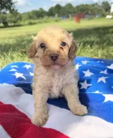 Freedom, a male Cavapoo for sale in Middletown, MO – 1 of 5