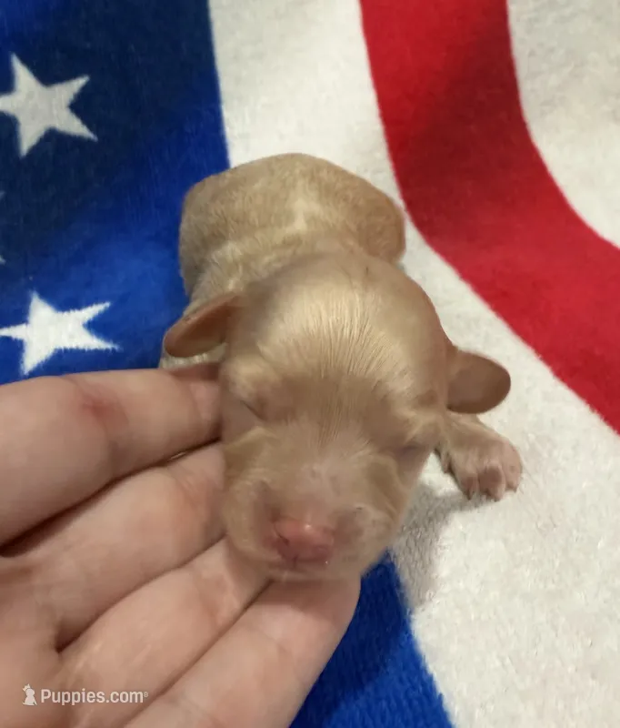 Freedom – Cavapoo puppy for sale in Middletown, MO