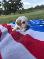Liberty, a female Cavapoo for sale in Middletown, MO – 2 of 5