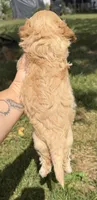 Freedom, a male Cavapoo for sale in Middletown, MO – 3 of 5