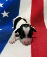 Firework, a female Cavapoo for sale in Middletown, MO – 1 of 2
