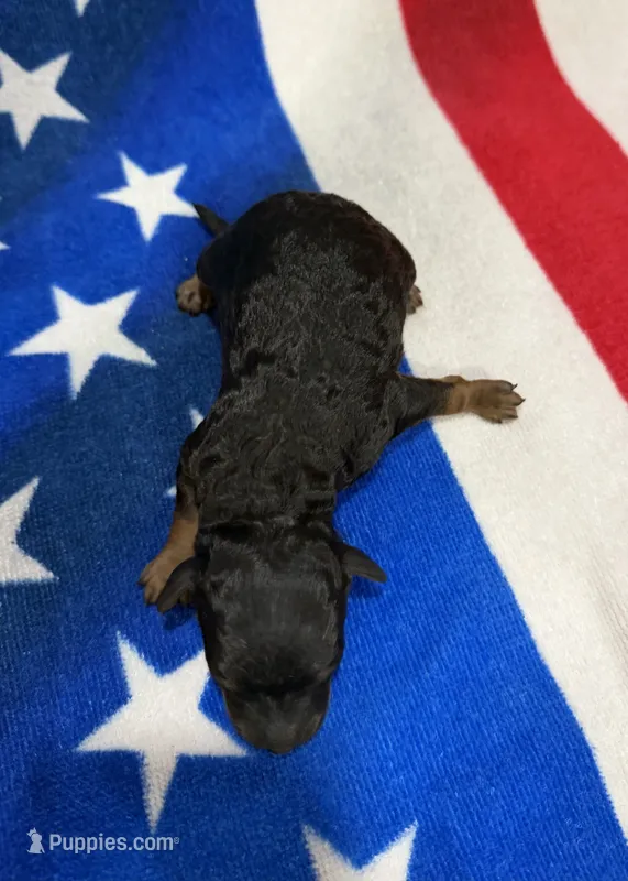 Rocket – Cavapoo puppy on hold in Middletown, MO
