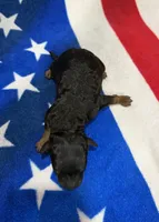 Rocket, a male Cavapoo for sale in Middletown, MO – 2 of 2