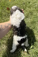 Sparkler, a female Cavapoo for sale in Middletown, MO – 2 of 4