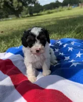 Firework, a female Cavapoo for sale in Middletown, MO – 5 of 5