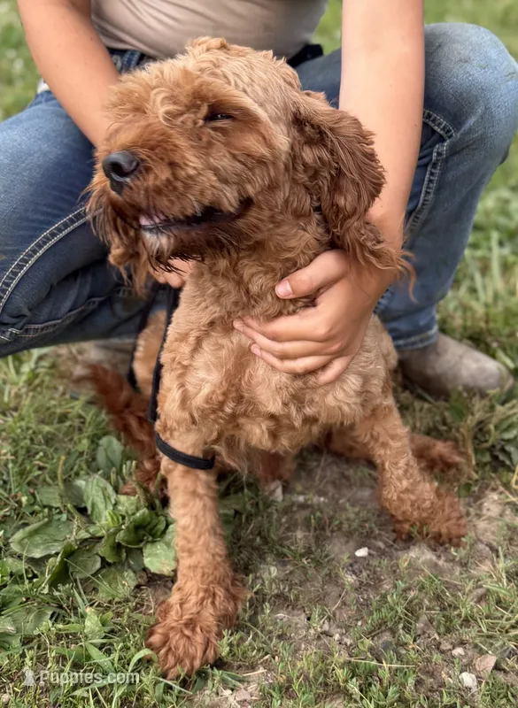 Trusty – Cavapoo puppy for sale in Middletown, MO
