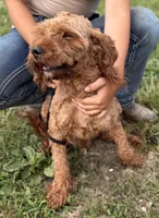 Trusty, a male Cavapoo for sale in Middletown, MO – 1 of 3