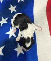 Sparkler, a female Cavapoo for sale in Middletown, MO – 2 of 2