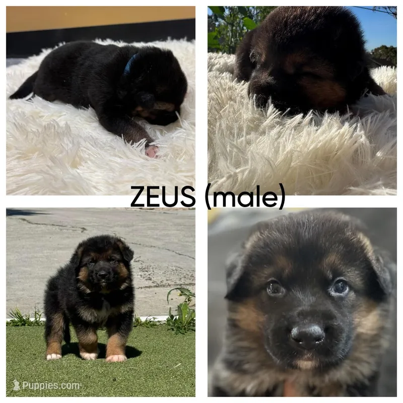 Zeus