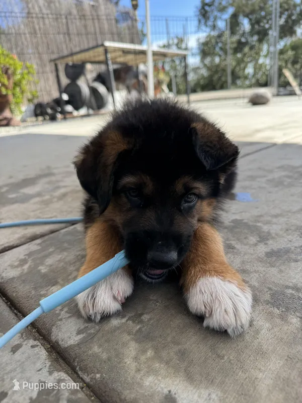 Zeus – Australian Shepherd, German Shepherd Dog puppy for sale in Spring Valley, CA