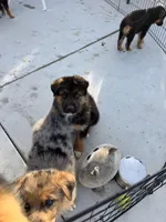 Zeus, a male Australian Shepherd and German Shepherd Dog for sale in Spring Valley, CA – Photo 2 of 3