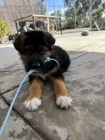 Zeus, a male Australian Shepherd and German Shepherd Dog for sale in Spring Valley, CA – Photo 3 of 3