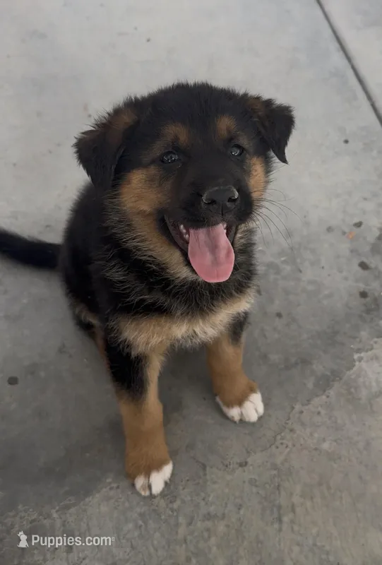 Blacky – Australian Shepherd, German Shepherd Dog puppy for sale in Spring Valley, CA
