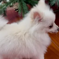 Puffy, a female Pomeranian for sale in Anaheim, CA – 2 of 4