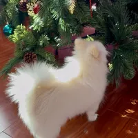 Puffy, a female Pomeranian for sale in Anaheim, CA – 4 of 4