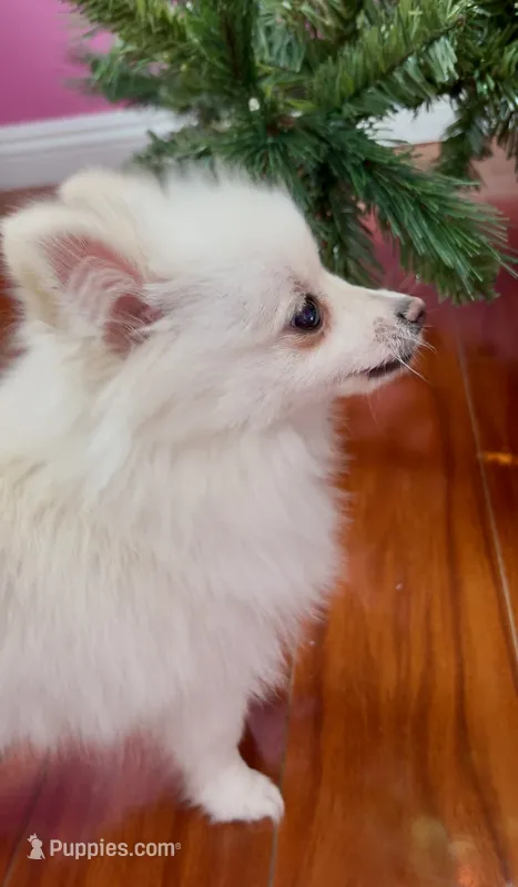 Puffy – Pomeranian puppy for sale in Anaheim, CA