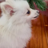 Puffy, a female Pomeranian for sale in Anaheim, CA – 1 of 4