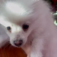 Puffy, a female Pomeranian for sale in Anaheim, CA – 3 of 4