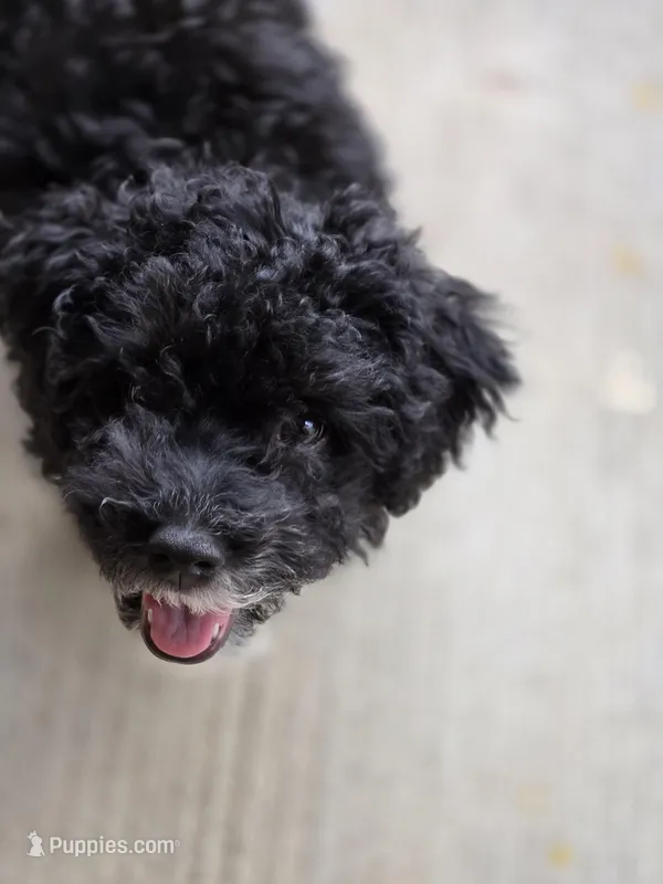 Mini poodle – Poodle - Miniature  puppy for sale in Fort Worth, TX