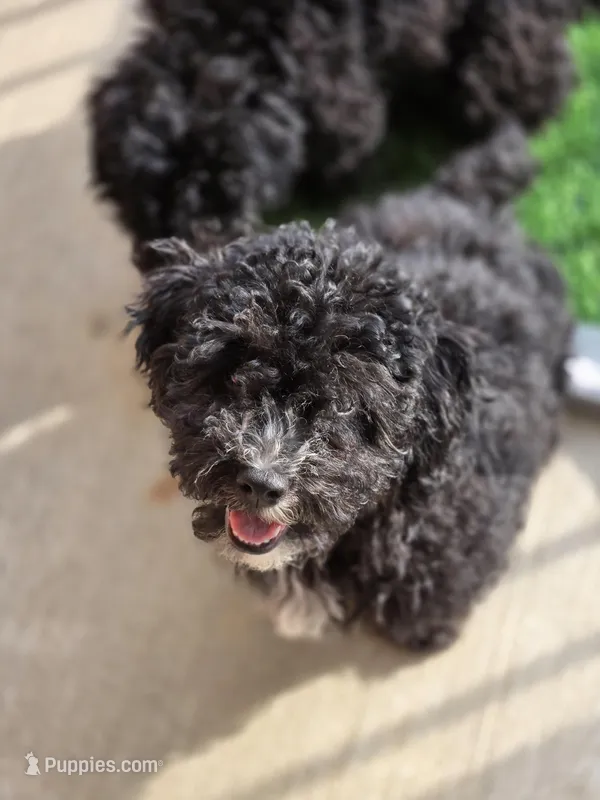 Mini poodle – Poodle - Miniature  puppy for sale in Fort Worth, TX
