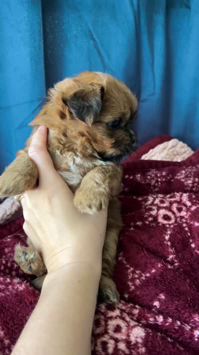 Cider, a male Shih Tzu for sale in New Haven, CT – 6 of 7