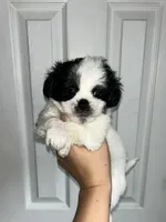 Casper, a male Shih Tzu for sale in New Haven, CT – 2 of 6