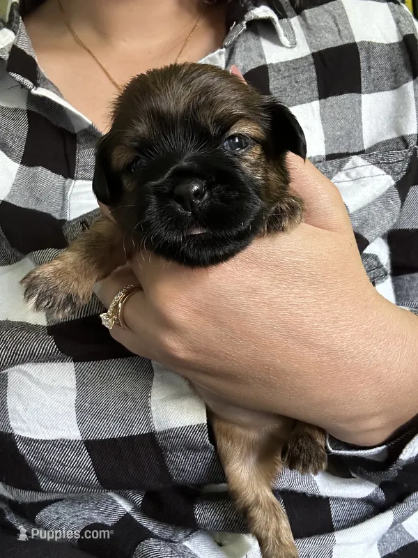 Chestnut  – Shih Tzu puppy for sale in New Haven, CT