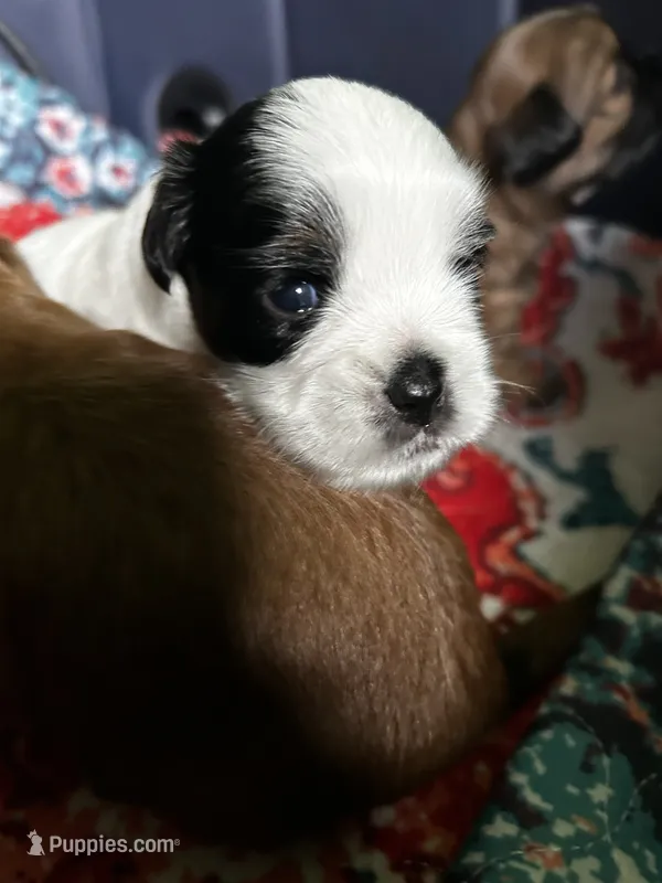  Casper  – Shihpoo, Shih Tzu puppy for sale in New Haven, CT