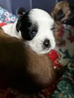  Casper , a male Shihpoo and Shih Tzu for sale in New Haven, CT – 1 of 6